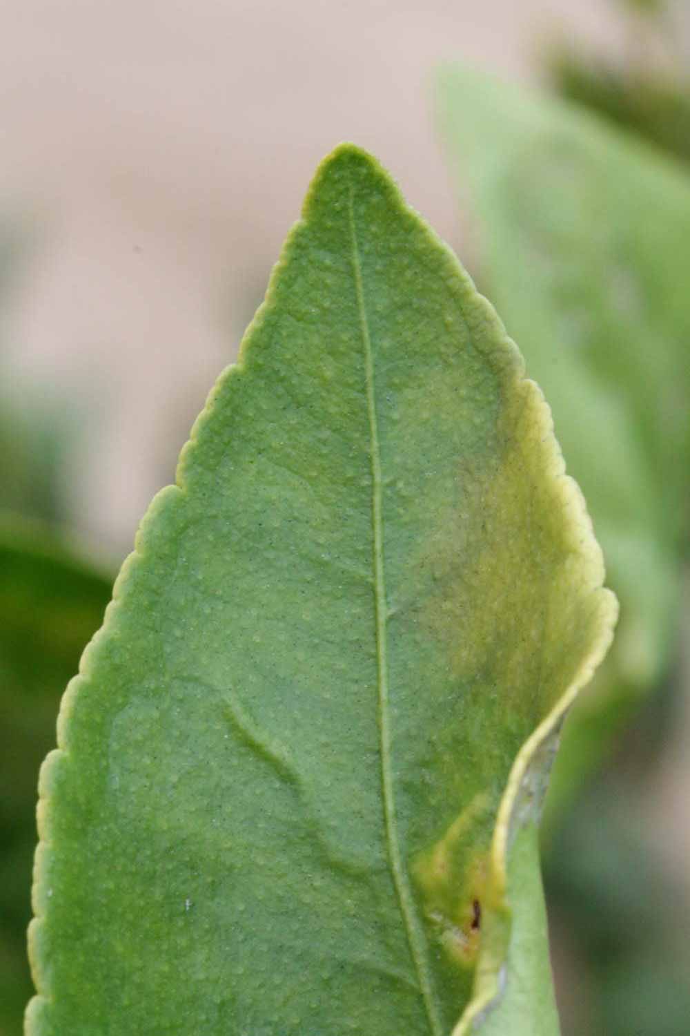              Margin (Riverside, CA)       